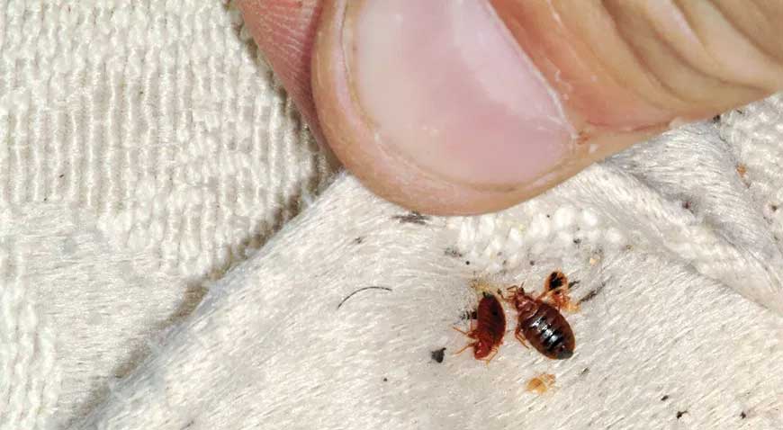 How to Identify Early Signs of Bed Bugs