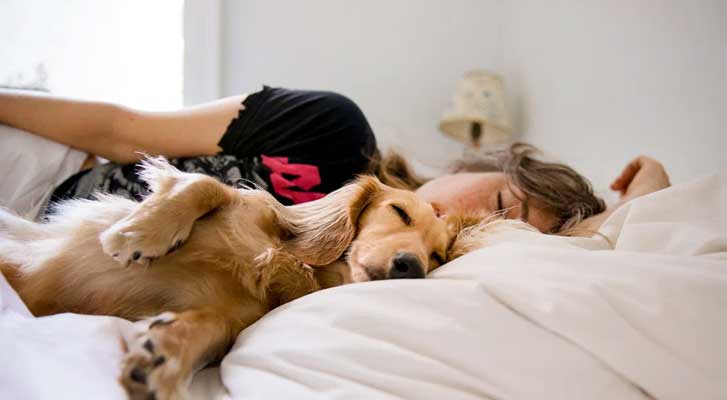 Should You Let Your Dog in Bed?